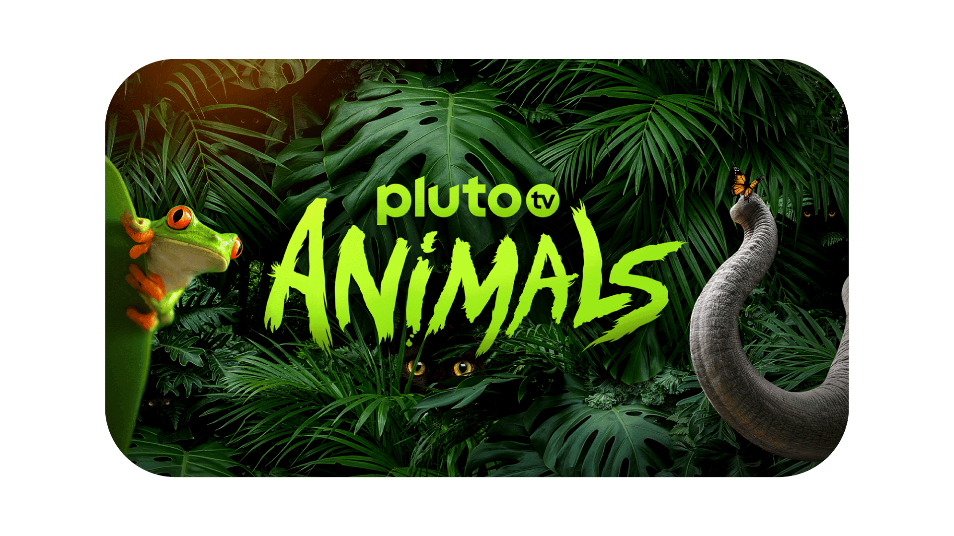Pluto TV Animales logo